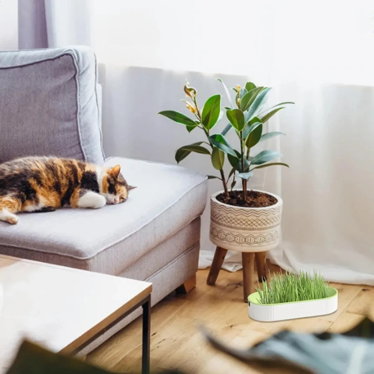 Caixa de Grama para Gatos Hidropônica Gatz