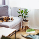 Caixa de Grama para Gatos Hidropônica Gatz