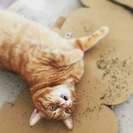 Catnip Orgânico para Gatos Estímulo e Diversão Gatz