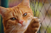 Adotar ou comprar um gato? Saiba o que considerar