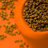 Alimentação para gatos castrados: cuidados importantes