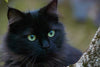 Como lidar com gatos ariscos?