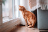 Gato em apartamento pequeno: como adaptar o ambiente