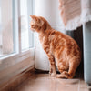 Gato em apartamento pequeno: como adaptar o ambiente